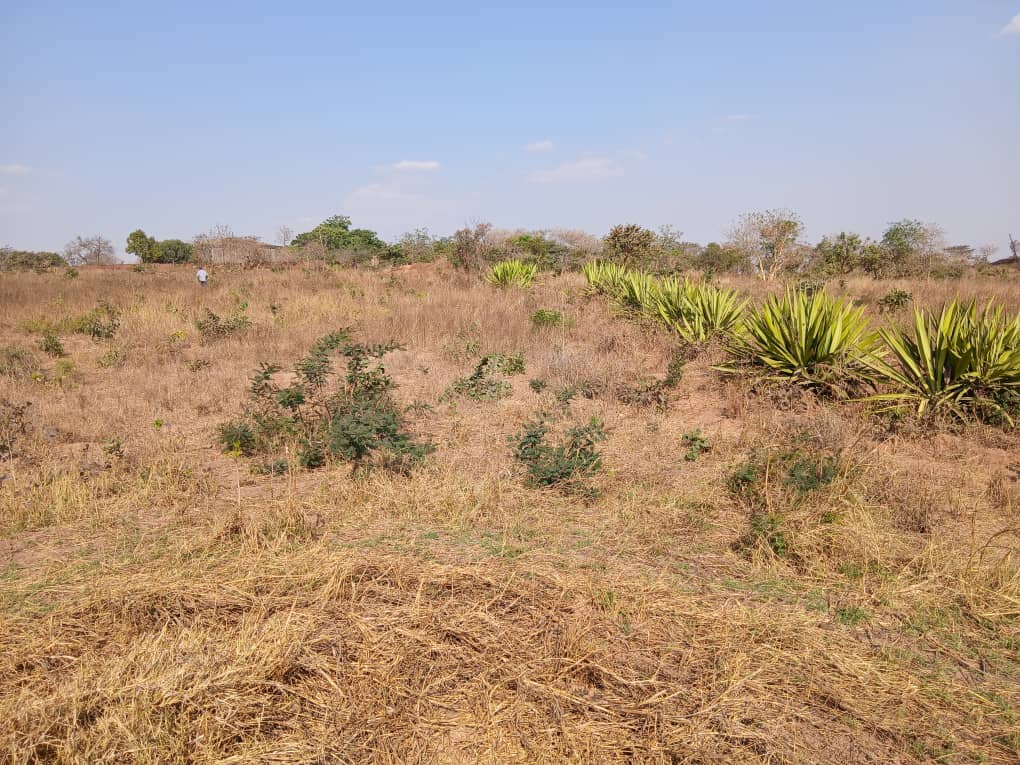 2 ACRES OF PRIME LAND FOR SALE NEAR  DMI   UNIVERISTY LILONGWE CAMPUS – photo 2