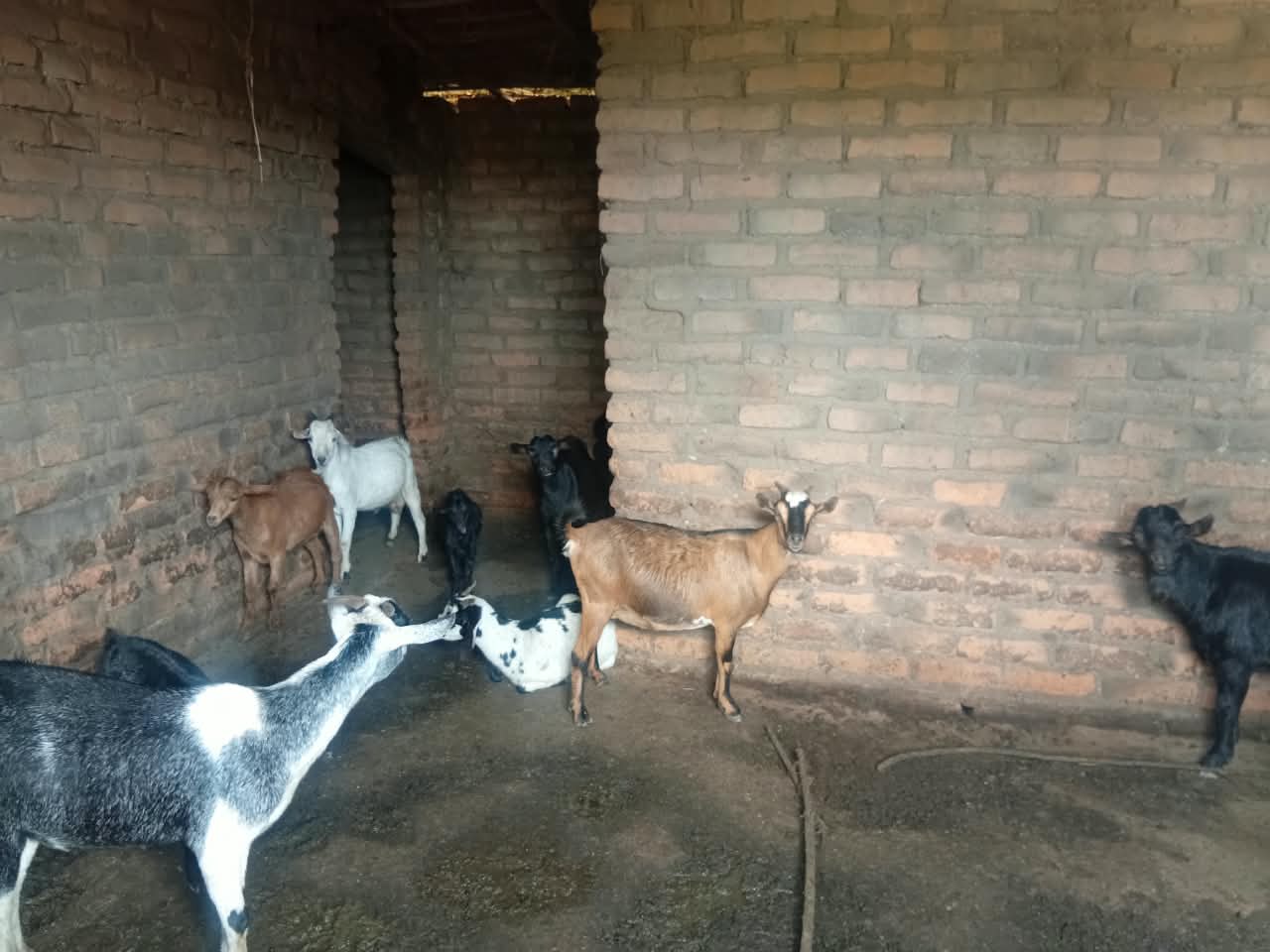  51 HECTARE FARM FOR SALE NEAR KASUNGU   NATIONAL PARK